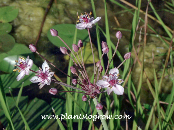 The inflorescence is an umbel also called an unequal umbel.